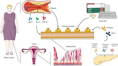 Latest advances in the study of non-coding RNA-mediated circadian rhythm disorders causing endometrial cancer